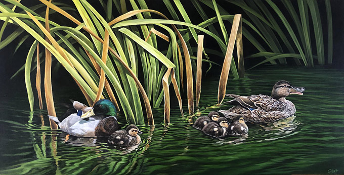 Craig Platt nz bird art, Mallard Ducks, oil on canvas
